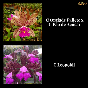(C. Orglads Pallete x C Pão de Açúcar) x C Leopoldi (3290)