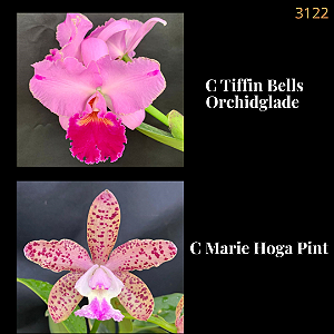 Tiffin Bells Orchidglade X Marie Hoga Pint (3122)