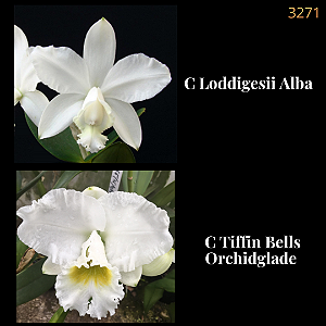 Loddigesii Alba X Tiffin Bells Orchidglade (3271)