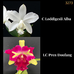 Loddigesii Alba X Pren Doufang (3273)