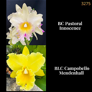 Pastoral Innocence X Campobello Mendenhall (3275)