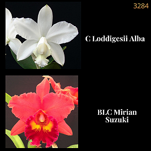 Loddigesii Alba X Mirian Suzuki (3284)