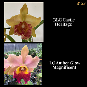 Castle Heritage X Amber Glow Magnificent (3123)