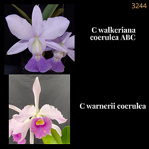 Walkeriana coerulea x Warnerii coerulea (3244)