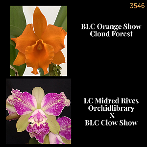 Orange Show Cloud Forest x Midred Rives Orchidlibrary (3546)