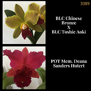 Chinese Bronze x Deana Sanders Hutert (3389)