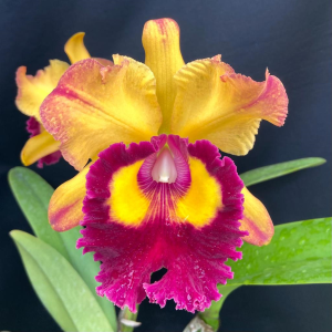 Orquídea Chine Bouton Dor x Chunyeah (S363)