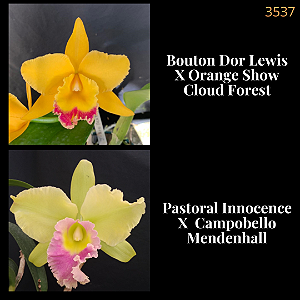 Bouton Dor Lewis X Pastoral Innocence (3537)