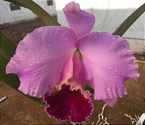 Cattleya LC Drumbet San Gabriel X LC Culminant La Tuilerie (S-130) - pré adulta