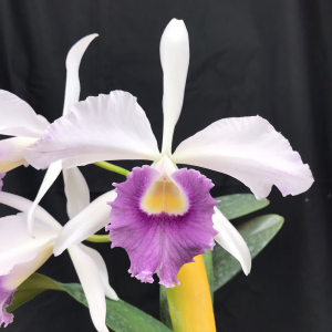 Cattleya Warnerii coerulea (S240) - pré adulta
