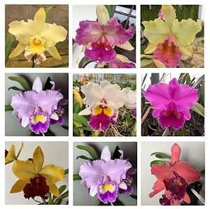 Cattleya Identificada Adulta