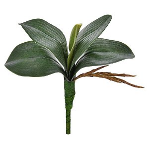 Folha de Orquídea Verde