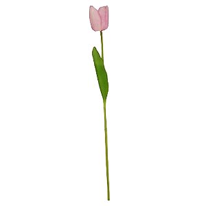 Tulipa Real Toque Rosa