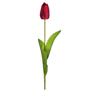 Tulipa Real Toque Rosa Escuro
