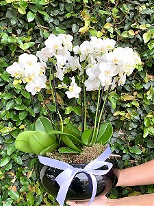 Luxuoso Vaso de Mini Orquídeas Premium