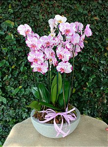 Belíssimo Garden de Orquídea Exótica