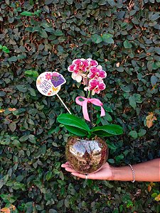 Delicada Mini Orquídea Exótica no Vaso de Vidro