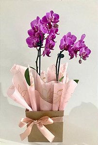 Mini Orquídea  rara Phalaenopsis Pink com 2 astes