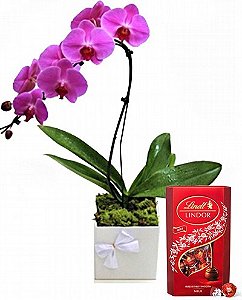 Luxuosa Orquídea Pink Com Chocolate Lindt