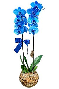 Orquídea Azul Mistico No Vaso de Vidro