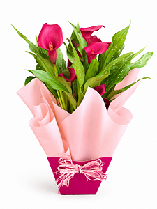 Callas Pink