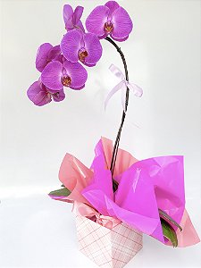 Orquídea Pink Cascata No Cachepô