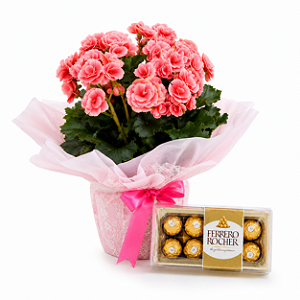 Begônia Rosa & Ferrero Rocher 150g