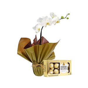Orquídea Phalaenopsis Plantada Com Chocolate Ferrero Rocher