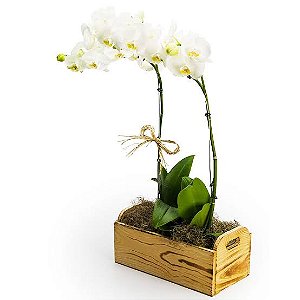 Gardem  de Orquídeas Brancas