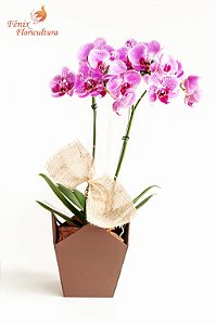 Luxuosa Orquídea Exótica com 02 Hastes