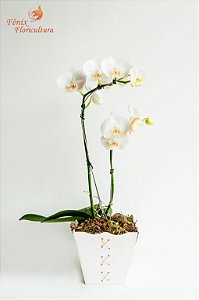 Orquídea Deslumbrante Phalaenópsis Branca