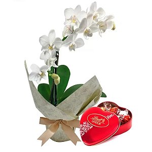 Mini Orquídea Rara & Chocolate Lindt