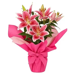 Lírio Rosa da Ternura – Plantado com Amor