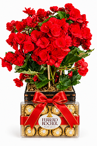Begônia Vermelha & Ferrero Rocher 150g