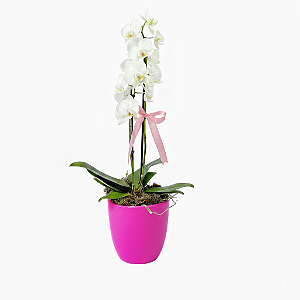 Mini Orquídea no Vaso de Cerâmica