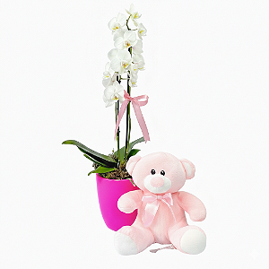 Mini Orquídea no Vaso de Cerâmica com Urso