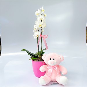 Mini Orquídea no Vaso de Cerâmica com Urso