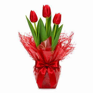 Românticas Tulipas Plantadas