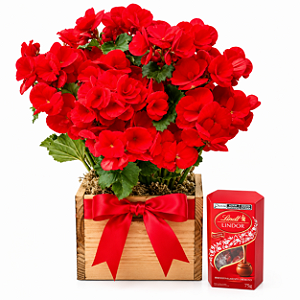 Encanto de Begônia & Lindt 75g