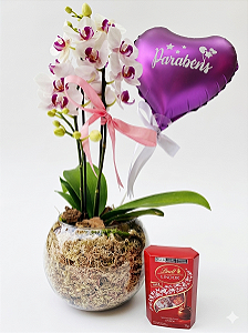 Mini Orquídea Semi Alba Com Chocolate Lindt 75 G e Balão