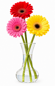 Gerberas Sortidas - UNIDADE