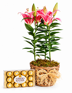 Lirio Rosa no Cachepô com Ferrero Rocher