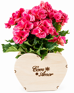 Luxuosa Begônia Rosa Para Dizer Que Te Amo