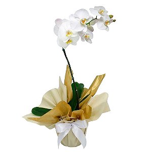 Orquídea Phalaenopsis  Branca Plantada