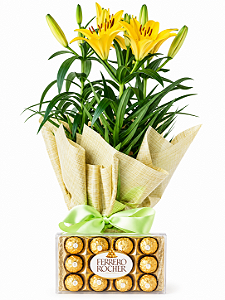 Lírio Amarelo Plantado & Ferrero Rocher 150g