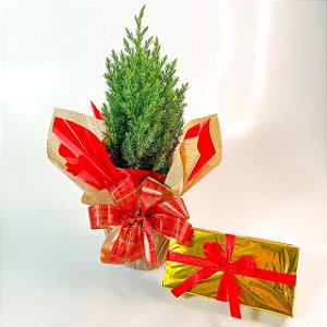 Mini Árvore de Natal & Caixa de Bombons (Edição Especial)