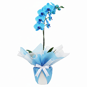 Orquídea Azul Luxo