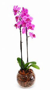 Orquídea Phalaenopsis Lilás no Vaso de Vidro Aquário