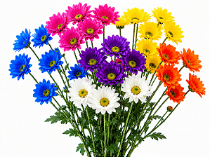 Margaridas Coloridas – Hastes Longas
