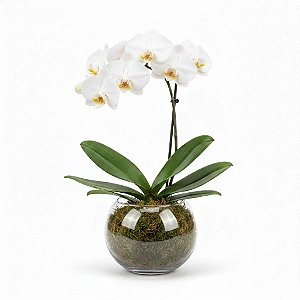 Orquídea Phalaenopsis Branca no Vaso de Vidro
